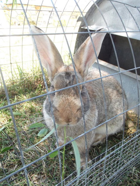 Eden Orchard & Farmstay - New South Wales Tourism  29