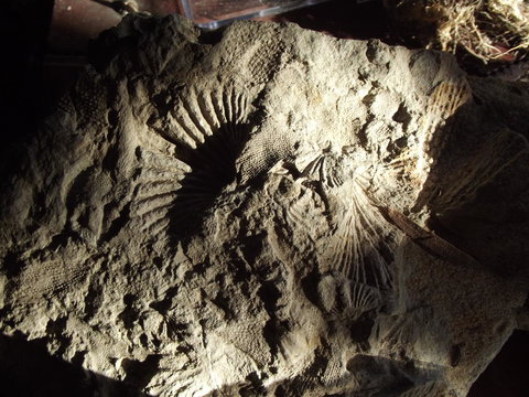 Eden Orchard & Farmstay - New South Wales Tourism  34