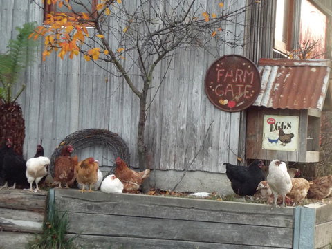 Eden Orchard & Farmstay - New South Wales Tourism  32