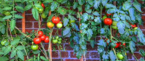 Old WesleyDale Heritage Accommodation - New South Wales Tourism  8