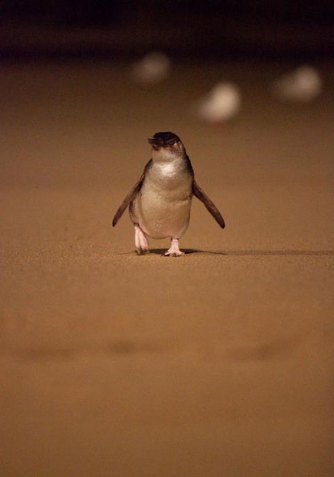 BIG4 Ingenia Holidays Phillip Island - New South Wales Tourism  9