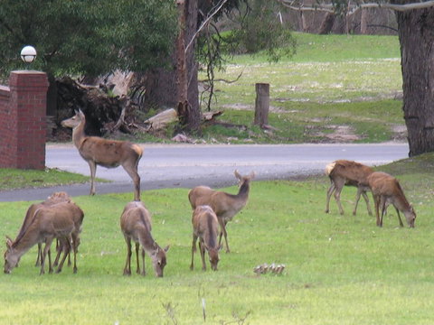 The Grampians Motel - New South Wales Tourism  23