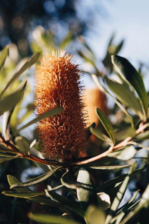Dunkeld Studio Accommodation - New South Wales Tourism  19