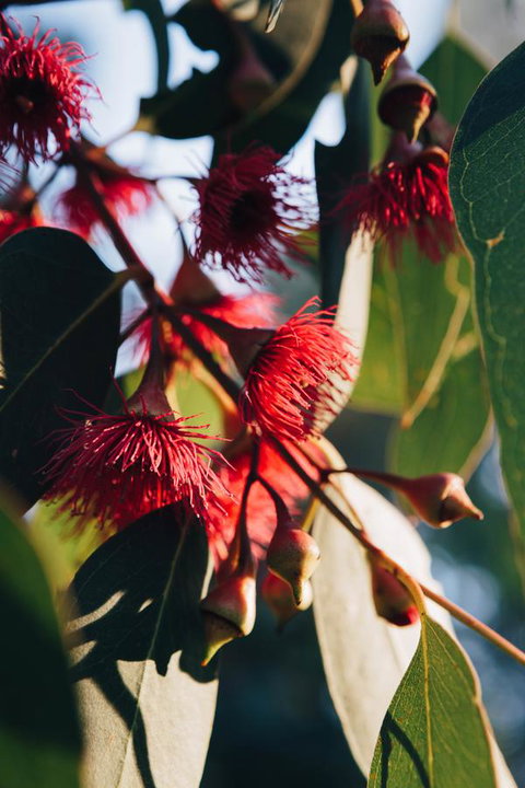 Dunkeld Studio Accommodation - New South Wales Tourism  20