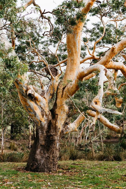 Dunkeld Studio Accommodation - New South Wales Tourism  22