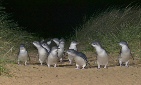 Phillip Island Apartments - New South Wales Tourism  13