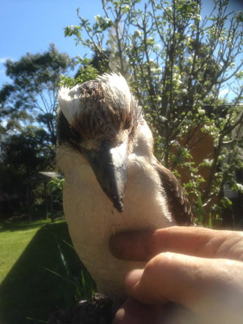 Mud Hollow Barn - New South Wales Tourism  8