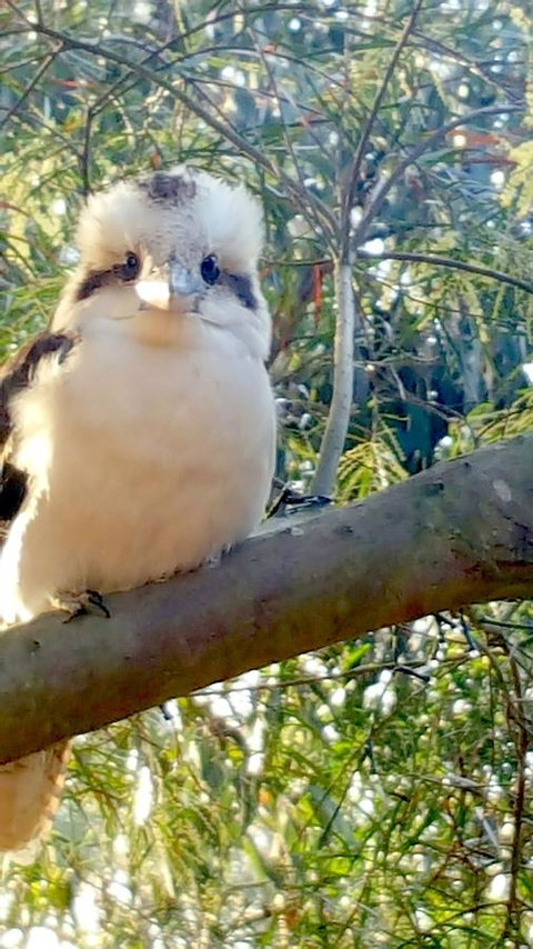 The Nature Resort Villas - New South Wales Tourism  22