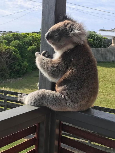 Sunsets On Martyrs Luxury Coastal Beach House Peterborough - New South Wales Tourism  28