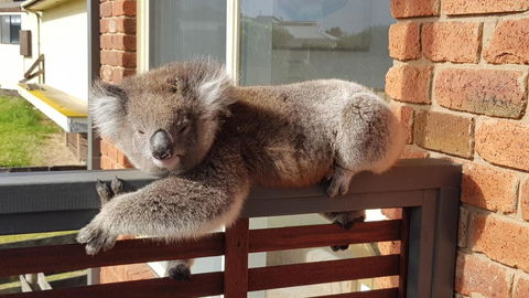 Sunsets On Martyrs Luxury Coastal Beach House Peterborough - New South Wales Tourism  27