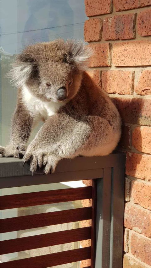 Sunsets On Martyrs Luxury Coastal Beach House Peterborough - New South Wales Tourism  26