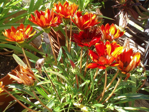 Aloha Ha Phillip Island - New South Wales Tourism  25