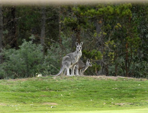 RACV Goldfields Resort - New South Wales Tourism  20