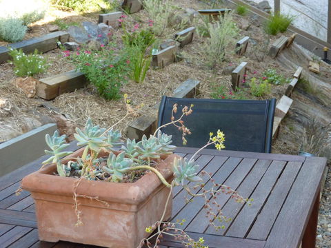 Saje\'s House & Pod - New South Wales Tourism  12