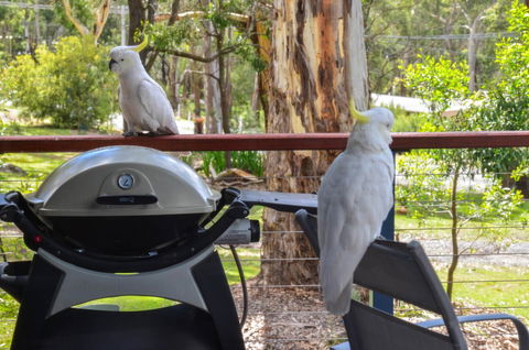 Blue Ridge Retreat - New South Wales Tourism  3