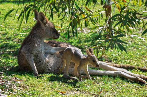 Blue Ridge Retreat - New South Wales Tourism  9