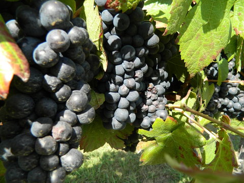 Haig Avenue - New South Wales Tourism  17