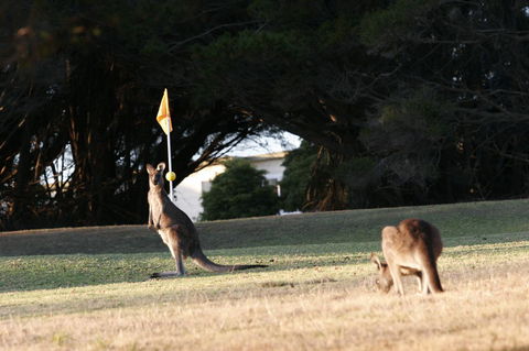 Lakeside At Mallacoota - New South Wales Tourism  37
