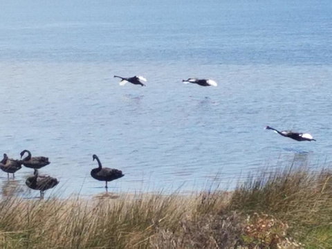 The DOLPHIN PLACE - New South Wales Tourism  0