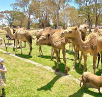 The Funny Farm - Animals / Churchhouse / Amazing Experience - New South Wales Tourism 