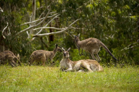 The Stirling Golf Club - New South Wales Tourism  1
