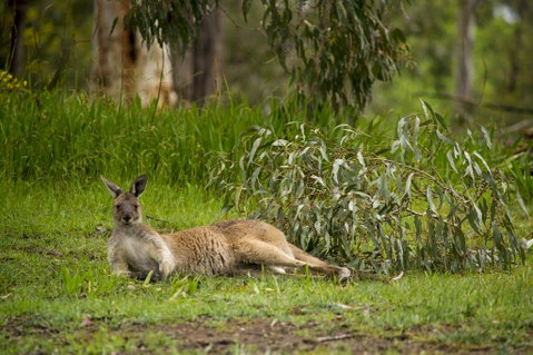 The Stirling Golf Club - New South Wales Tourism  0