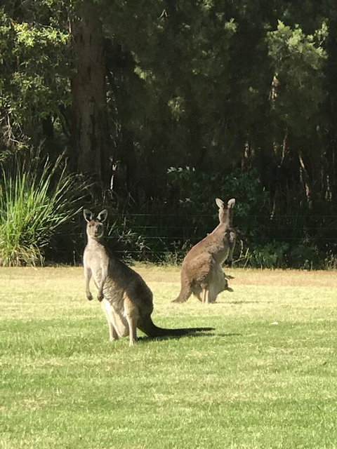 Tinglewood Cabins - New South Wales Tourism  2