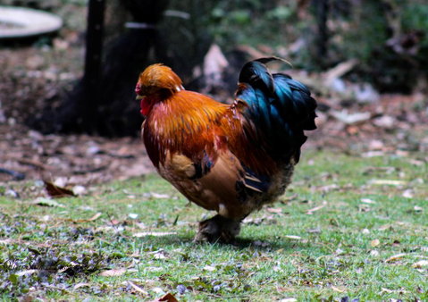 Tomah Retreat - Relax & Heal At UNWIND - New South Wales Tourism  3