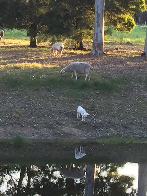 Tree Of Love Farm Stay - New South Wales Tourism  2