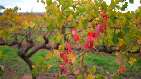 Triple Creek Guest House - Barossa Region - New South Wales Tourism  3