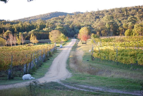 Twisted Gum Vineyard Cottage - New South Wales Tourism  1