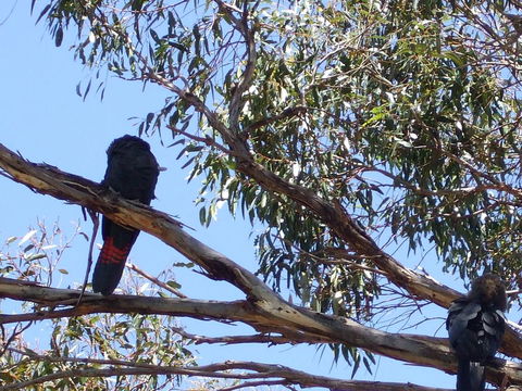 Wanderers Rest Of Kangaroo Island - New South Wales Tourism  2