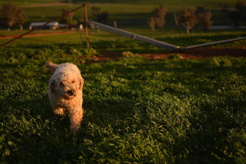 Wantana Cottage Farmstay - New South Wales Tourism  1