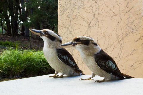 Marwood Villas - New South Wales Tourism  13