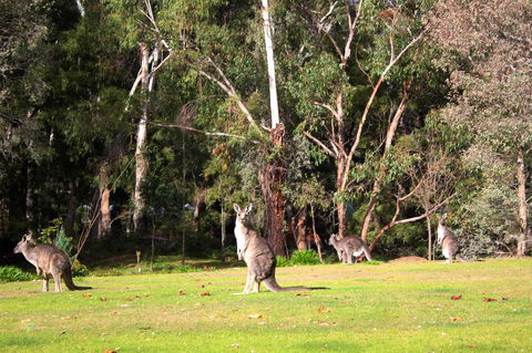 Marwood Villas - New South Wales Tourism  28