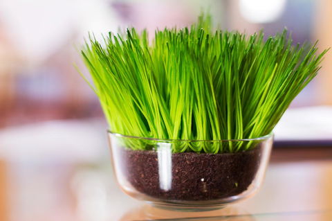 Marwood Villas - New South Wales Tourism  17