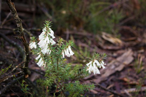 Marwood Villas - New South Wales Tourism  37