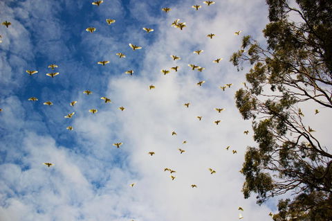 Marwood Villas - New South Wales Tourism  26