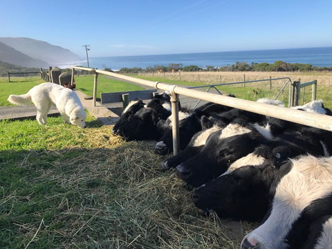 Seacroft Estate - New South Wales Tourism  5