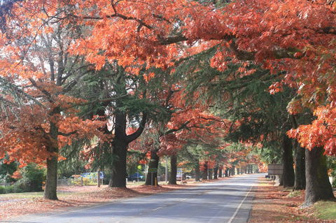 3 Bells Alpine Cottage - New South Wales Tourism  25