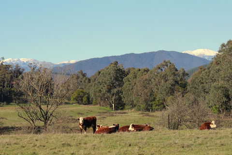 3 Bells Alpine Cottage - New South Wales Tourism  21