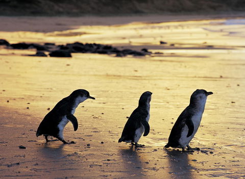 Cottages For Two - New South Wales Tourism  10