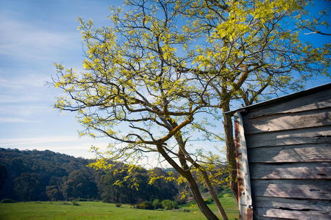 Cabrito - New South Wales Tourism  9