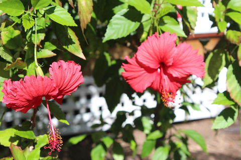 Amaroo On Mandalay, Magnetic Island - New South Wales Tourism  35