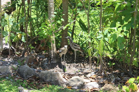 Amaroo On Mandalay, Magnetic Island - New South Wales Tourism  40