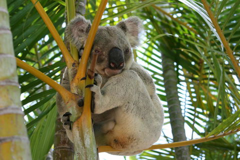 Amaroo On Mandalay, Magnetic Island - New South Wales Tourism  44