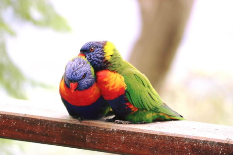 The Polish Place - New South Wales Tourism  9