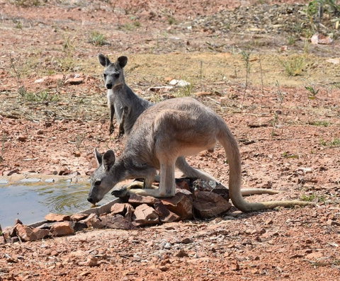 Ironbark House - New South Wales Tourism  19