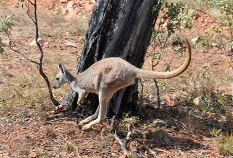 Ironbark House - New South Wales Tourism  24