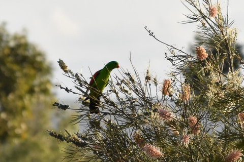 Ironbark House - New South Wales Tourism  29